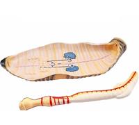 Earthworm Anatomy Model, Earthworm Teaching Demonstration Instrument Teaching, Invertebrate Anatomical Model, for Junior and Senior high School Biology for School Tool