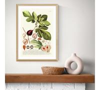 East End Prints Ficus Oak Frame Art Print - A2