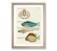 East Indies Fish & Crab Illustrations L by Louis Renard Framed Print | A2 Oak Framed Wall Art | Ready to Hang | Modern Animal Picture | Living Room Bedroom Lounge Office