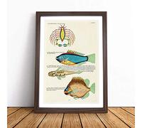 East Indies Fish & Crab Illustrations L by Louis Renard Framed Wall Art Picture Print - Canvas Painting - Modern Home Décor Poster - Ready to Hang for Living Room Bedroom - Walnut A2 (48 x 66 cm)