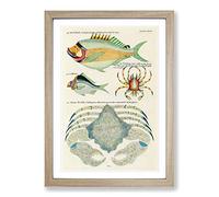 East Indies Fish & Crab Illustrations XLVIII by Louis Renard Framed Print | A2 Oak Framed Wall Art | Ready to Hang | Modern Animal Picture | Living Room Bedroom Lounge Office