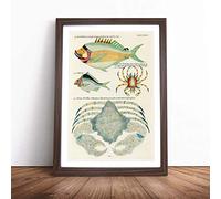 East Indies Fish & Crab Illustrations XLVIII by Louis Renard | Framed Wall Art Print | Modern Home Decor Picture | Ready to Hang Artwork for Living Room, Bedroom, Kitchen or Office | Multiple Sizes