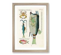 East Indies Fish & Crab Illustrations XXVII by Louis Renard Framed Print | A2 Oak Framed Wall Art | Ready to Hang | Modern Animal Picture | Living Room Bedroom Lounge Office