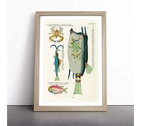 East Indies Fish & Crab Illustrations XXVII by Louis Renard Framed Wall Art Picture Print - Canvas Painting - Modern Home Décor Poster - Ready to Hang for Living Room Bedroom - Oak A3 (36 x 48 cm)