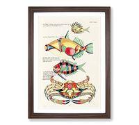 East Indies Fish & Crab Illustrations XXXIV by Louis Renard Framed Print | A2 Walnut Framed Wall Art | Ready to Hang | Modern Animal Picture | Living Room Bedroom Lounge Office