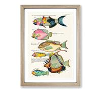 East Indies Fish Illustrations Dixieme K by Louis Renard Framed Print | A2 Oak Framed Wall Art | Ready to Hang | Modern Animal Picture | Living Room Bedroom Lounge Office