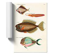 East Indies Fish Illustrations Fol. 13 by Louis Renard Design | Unframed Wall Art Print | Ready to Frame Poster | Modern Home Decor Picture | Artwork for Living Room | A2 (42x59.4 cm)