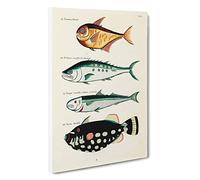 East Indies Fish Illustrations FOL. 15 by Louis Renard Canvas Print | Gallery Wrapped 30mm Frame Wall Art | 30x20 inches | Ready to Hang | Modern Animals Picture | Living Room Bedroom Lounge Office