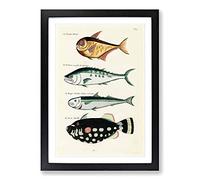 East Indies Fish Illustrations FOL. 15 by Louis Renard Framed Print | A2 Black Framed Wall Art | Ready to Hang | Modern Animal Picture | Living Room Bedroom Lounge Office