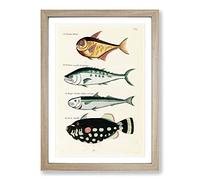 East Indies Fish Illustrations FOL. 15 by Louis Renard Framed Print | A2 Oak Framed Wall Art | Ready to Hang | Modern Animal Picture | Living Room Bedroom Lounge Office