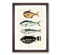 East Indies Fish Illustrations FOL. 15 by Louis Renard Framed Print | A2 Walnut Framed Wall Art | Ready to Hang | Modern Animal Picture | Living Room Bedroom Lounge Office