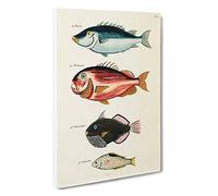 East Indies Fish Illustrations FOL. 17 by Louis Renard Canvas Print | Gallery Wrapped 30mm Frame Wall Art | 30x20 inches | Ready to Hang | Modern Animals Picture | Living Room Bedroom Lounge Office