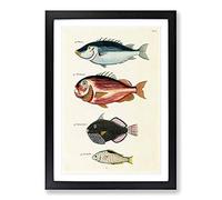 East Indies Fish Illustrations FOL. 17 by Louis Renard Framed Print | A2 Black Framed Wall Art | Ready to Hang | Modern Animal Picture | Living Room Bedroom Lounge Office