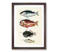 East Indies Fish Illustrations FOL. 17 by Louis Renard Framed Print | A2 Walnut Framed Wall Art | Ready to Hang | Modern Animal Picture | Living Room Bedroom Lounge Office