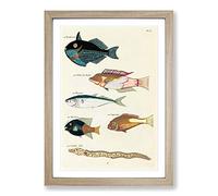 East Indies Fish Illustrations FOL. 18 by Louis Renard Framed Print | A2 Oak Framed Wall Art | Ready to Hang | Modern Animal Picture | Living Room Bedroom Lounge Office