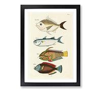 East Indies Fish Illustrations FOL. 2 by Louis Renard Framed Print | A2 Black Framed Wall Art | Ready to Hang | Modern Animal Picture | Living Room Bedroom Lounge Office