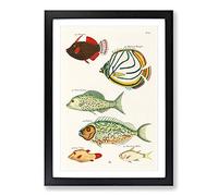 East Indies Fish Illustrations FOL. 23 by Louis Renard Framed Print | A2 Black Framed Wall Art | Ready to Hang | Modern Animal Picture | Living Room Bedroom Lounge Office