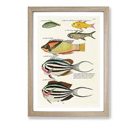 East Indies Fish Illustrations FOL. 26 by Louis Renard Framed Print | A2 Oak Framed Wall Art | Ready to Hang | Modern Animal Picture | Living Room Bedroom Lounge Office
