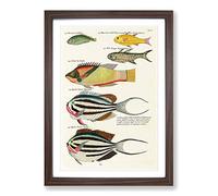 East Indies Fish Illustrations FOL. 26 by Louis Renard Framed Print | A2 Walnut Framed Wall Art | Ready to Hang | Modern Animal Picture | Living Room Bedroom Lounge Office