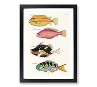 East Indies Fish Illustrations FOL. 28 by Louis Renard Framed Print | A2 Black Framed Wall Art | Ready to Hang | Modern Animal Picture | Living Room Bedroom Lounge Office