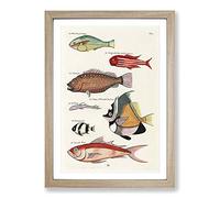 East Indies Fish Illustrations FOL. 30 by Louis Renard Framed Print | A2 Oak Framed Wall Art | Ready to Hang | Modern Animal Picture | Living Room Bedroom Lounge Office