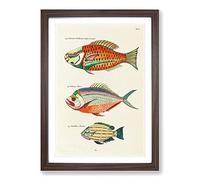 East Indies Fish Illustrations FOL. 32 by Louis Renard Framed Print | A2 Walnut Framed Wall Art | Ready to Hang | Modern Animal Picture | Living Room Bedroom Lounge Office