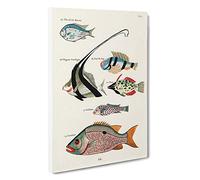 East Indies Fish Illustrations FOL. 32 hh by Louis Renard Canvas Print | Gallery Wrapped 30mm Frame Wall Art | 30x20 inches | Ready to Hang | Modern Animals Picture | Living Room Bedroom Lounge Office