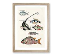 East Indies Fish Illustrations FOL. 32 hh by Louis Renard Framed Print | A2 Oak Framed Wall Art | Ready to Hang | Modern Animal Picture | Living Room Bedroom Lounge Office