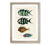 East Indies Fish Illustrations FOL. 33 by Louis Renard Framed Print | A2 Oak Framed Wall Art | Ready to Hang | Modern Animal Picture | Living Room Bedroom Lounge Office