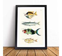 East Indies Fish Illustrations Fol. 40 by Louis Renard Framed Wall Art Picture Print - Canvas Painting - Modern Home Décor Poster - Ready to Hang for Living Room Bedroom - Black A3 (36 x 48 cm)