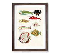 East Indies Fish Illustrations FOL. 43 by Louis Renard Framed Print | A2 Walnut Framed Wall Art | Ready to Hang | Modern Animal Picture | Living Room Bedroom Lounge Office