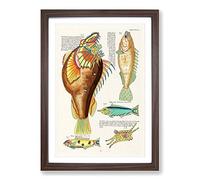East Indies Fish Illustrations Huitieme by Louis Renard Framed Print | A2 Walnut Framed Wall Art | Ready to Hang | Modern Animal Picture | Living Room Bedroom Lounge Office