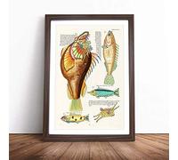 East Indies Fish Illustrations Huitieme by Louis Renard Framed Wall Art Picture Print - Canvas Painting - Modern Home Décor Poster - Ready to Hang for Living Room Bedroom - Walnut A2 (48 x 66 cm)