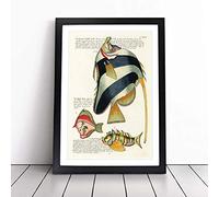 East Indies Fish Illustrations I by Louis Renard Framed Print A3 Black