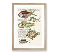 East Indies Fish Illustrations II by Louis Renard Framed Print | A2 Oak Framed Wall Art | Ready to Hang | Modern Animal Picture | Living Room Bedroom Lounge Office