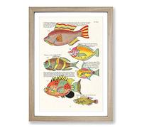 East Indies Fish Illustrations IV by Louis Renard Framed Print | A2 Oak Framed Wall Art | Ready to Hang | Modern Animal Picture | Living Room Bedroom Lounge Office