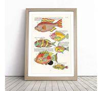 East Indies Fish Illustrations IV by Louis Renard Framed Wall Art Picture Print - Canvas Painting - Modern Home Décor Poster - Ready to Hang for Living Room Bedroom Kitchen - Oak A4 (27 x 36 cm)