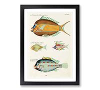 East Indies Fish Illustrations LV by Louis Renard Framed Print | A2 Black Framed Wall Art | Ready to Hang | Modern Animal Picture | Living Room Bedroom Lounge Office
