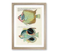 East Indies Fish Illustrations LVI by Louis Renard Framed Print | A2 Oak Framed Wall Art | Ready to Hang | Modern Animal Picture | Living Room Bedroom Lounge Office