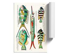 East Indies Fish Illustrations V by Louis Renard Design | Unframed Wall Art Print | Ready to Frame Poster | Modern Home Decor Picture | Artwork for Living Room or Office | A4 (21x29.7 cm)
