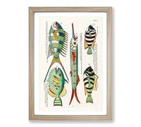 East Indies Fish Illustrations V by Louis Renard Framed Print | A2 Oak Framed Wall Art | Ready to Hang | Modern Animal Picture | Living Room Bedroom Lounge Office