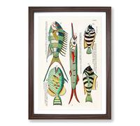 East Indies Fish Illustrations V by Louis Renard Framed Print | A2 Walnut Framed Wall Art | Ready to Hang | Modern Animal Picture | Living Room Bedroom Lounge Office