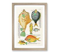 East Indies Fish Illustrations VI by Louis Renard Framed Print | A2 Oak Framed Wall Art | Ready to Hang | Modern Animal Picture | Living Room Bedroom Lounge Office