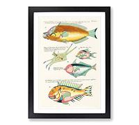 East Indies Fish Illustrations XIII by Louis Renard Framed Print | A2 Black Framed Wall Art | Ready to Hang | Modern Animal Picture | Living Room Bedroom Lounge Office