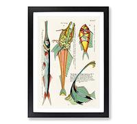 East Indies Fish Illustrations XIV by Louis Renard Framed Print | A2 Black Framed Wall Art | Ready to Hang | Modern Animal Picture | Living Room Bedroom Lounge Office