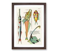 East Indies Fish Illustrations XIV by Louis Renard Framed Print | A2 Walnut Framed Wall Art | Ready to Hang | Modern Animal Picture | Living Room Bedroom Lounge Office