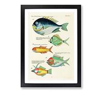 East Indies Fish Illustrations XIX by Louis Renard Framed Print | A2 Black Framed Wall Art | Ready to Hang | Modern Animal Picture | Living Room Bedroom Lounge Office