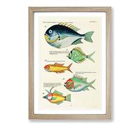 East Indies Fish Illustrations XIX by Louis Renard Framed Print | A2 Oak Framed Wall Art | Ready to Hang | Modern Animal Picture | Living Room Bedroom Lounge Office
