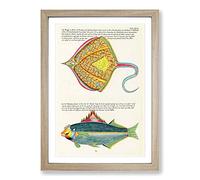 East Indies Fish Illustrations XLIII by Louis Renard Framed Print | A2 Oak Framed Wall Art | Ready to Hang | Modern Animal Picture | Living Room Bedroom Lounge Office