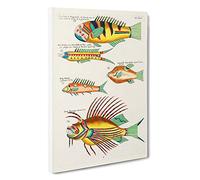 East Indies Fish Illustrations XV by Louis Renard Canvas Print | Gallery Wrapped 30mm Frame Wall Art | 30x20 inches | Ready to Hang | Modern Animals Picture | Living Room Bedroom Lounge Office